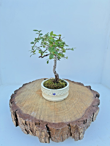 Chinese elm ulmus parvifolia - chinese,