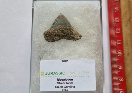 Genuine megalodon shark tooth - megalodon,