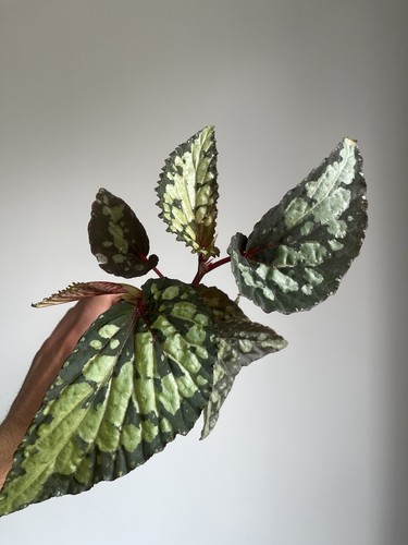 Begonia lucifer