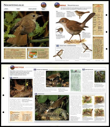 Nightingale 110 birds - nightingale,