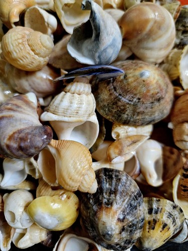 600g natural sea shells - shells, for