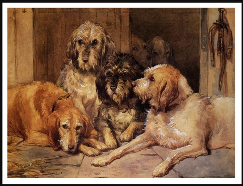 Otterhound dogs lovely vintage - otterhound,