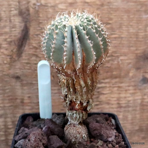 D3301 geohintonia mexicana - geohintonia,