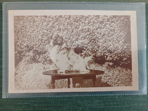 Rppc pekingese dog - gb, dog..