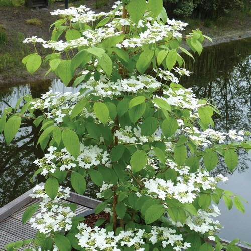 Viburnum shrubs flowering - viburnum,