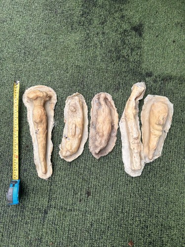 Latex moulds make fruit - latex, to