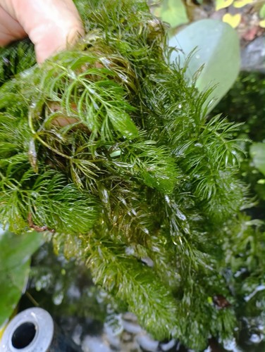 Strands hornwort - 30,