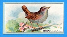WREN - Original 1922 R.J. Lea ENGLISH BIRDS Cigarette Card