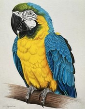 Colorful macaw parrot - parrot, portrait