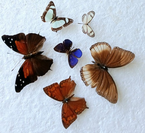 Butterfly collection set - set, x6