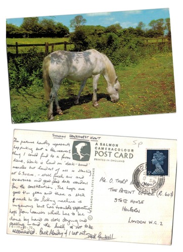 Postcard horse grazing - -, grazing,