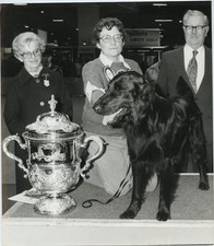 Crufts Champion Flat-Coated