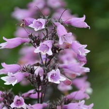 Penstemon dakota - penstemon,