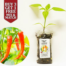 Ring of Fire - Chilli Pepper