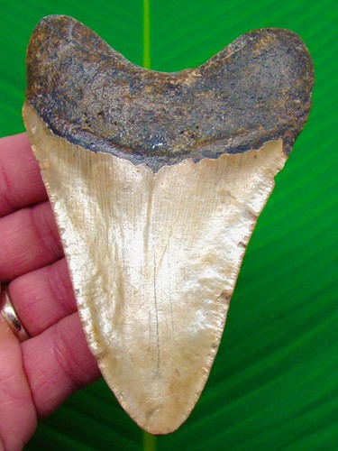 Megalodon shark tooth - ",