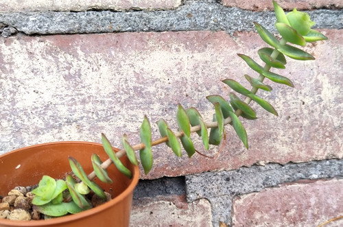 Succulent crassula perforata - succulent,