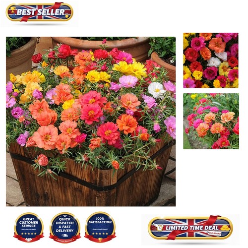 Colorful moss rose seeds 100 - seeds,