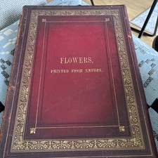 Anne everard flowers from - everard,