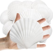 20PCS Sea Shells Scallop