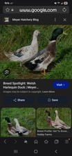 12 Welsh Harlequin  Duck