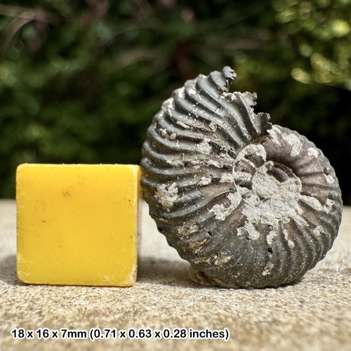 Cardioceras alphacordatum