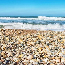 1to30kg cockle sea shell mulch - cockle,