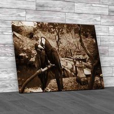 Blue Gold Macaw Sepia Canvas