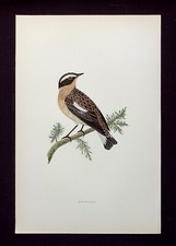 WHINCHAT, original antique