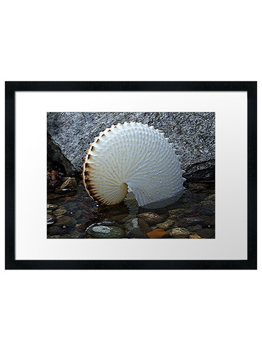 Paper nautilus framed wall - wall, art