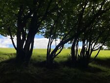 *Preorder* Hazel Tree Saplings (Corylus avellana) 44-58cm tall