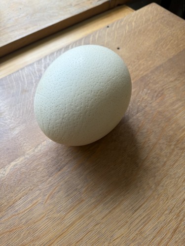 Ostrich egg large - ostrich, unpainted