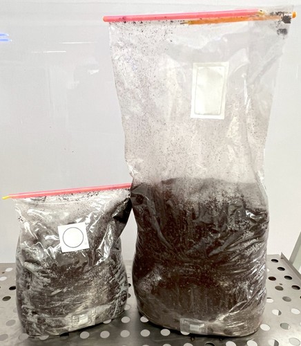 Pasteurized mushroom substrate - mushroom,