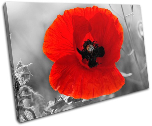 Poppy field flowers - field,