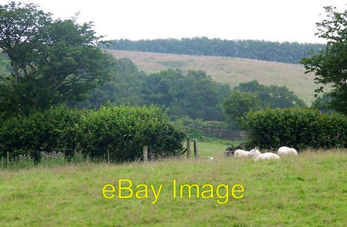 Photo 6x4 grazing - grazing, near