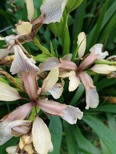 Iris foetidissima bare root - 3,