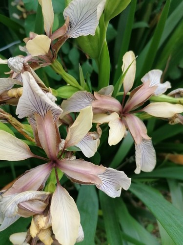 Iris foetidissima bare root - 3,