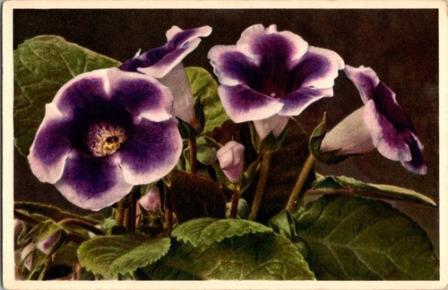 Vintage sinningia hybrida - vintage,