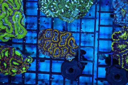 Electric green acan - green, coral
