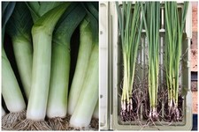 20 x Leek Bare Root Plants  |