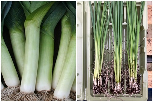 Leek bare root - 24, x