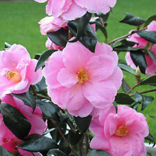 1 X CAMELLIA WILLIAMSII
