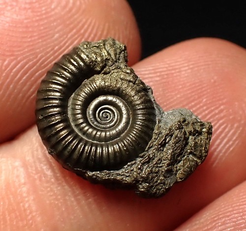 Crucilobiceras pyrite ammonite