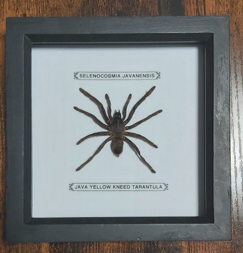 Real framed tarantula from - real,