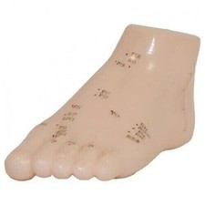 Human Foot Acupuncture Model