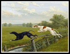 GREYHOUND COURSING DOGS LOVELY