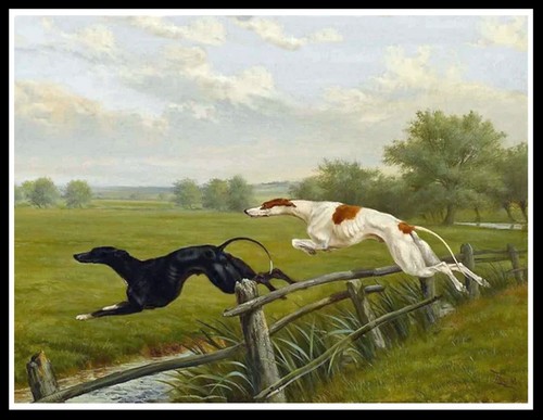 Greyhound coursing dogs lovely - greyhound,