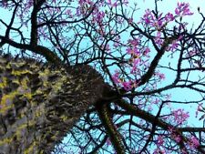 Ceiba Pentandra Seeds Kapok Silk Cotton Tree, White,  15 to 120 seeds, SALE UK