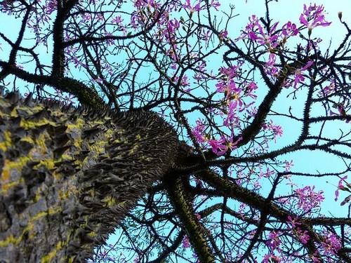 Ceiba pentandra seeds kapok - ceiba,