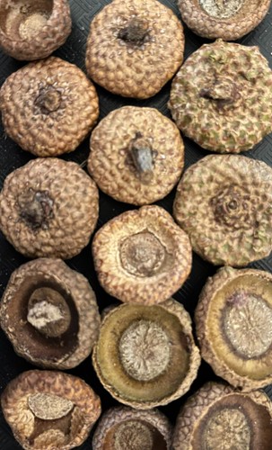 Natural dried large red - natural,
