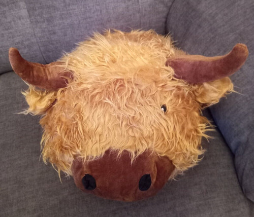 Nice brown highland cow - nice,